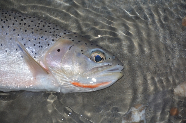 Photo of Oncorhynchus clarkii lewisi by <a href="http://www.adventurevalley.com/larry">Larry Halverson</a>